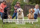 Most Family-Friendly Dog Breeds and Why They Work