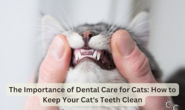 The Importance of Dental Care for Cats: How to Keep Your Cat's Teeth Clean