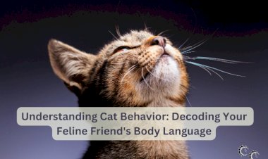 Understanding Cat Behavior: Decoding Your Feline Friend's Body Language